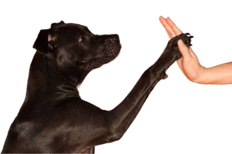 ¿Cómo encontrar al mejor abogado animalista?