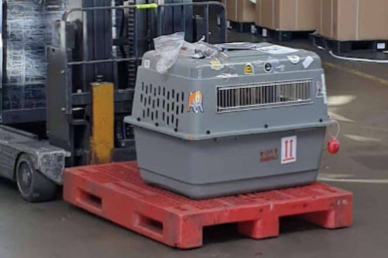 Requerimientos en el momento de viajar con la mascota en avión, por BaggagePets