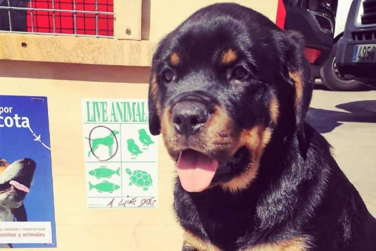 ¿De qué manera se transportan las mascotas en los aviones?, por BaggagePets