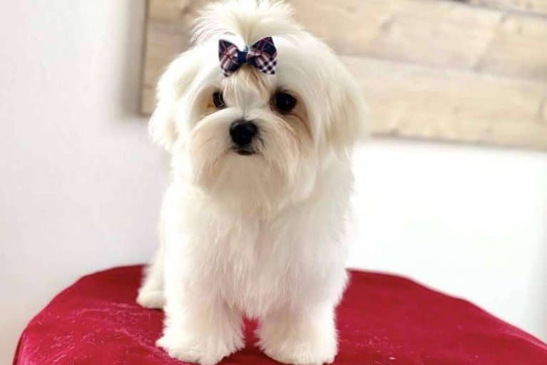 El bichón maltés, un perro amigable y muy juguetón