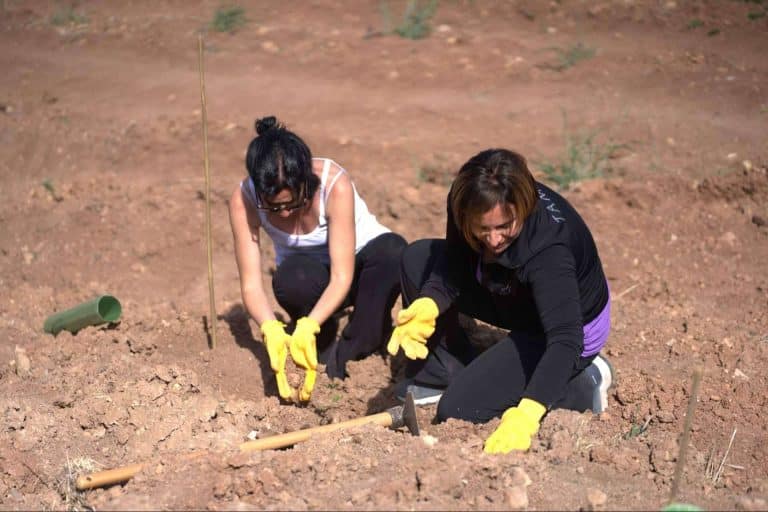 Compensación de la huella de carbono, Oney planta su primer bosque