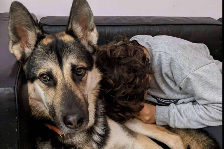 Intervenciones asistidas con animales, por TEAsisTO