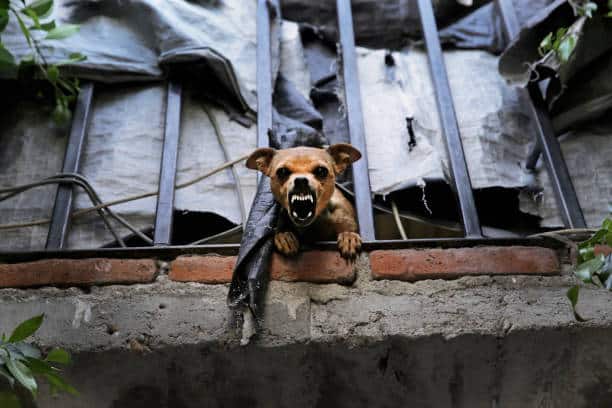 Los perros ladran por aburrimiento y soledad