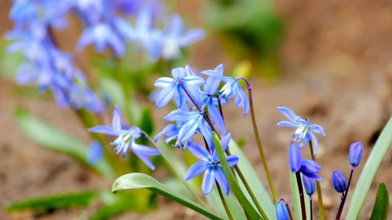 ¿Por qué se dice que 