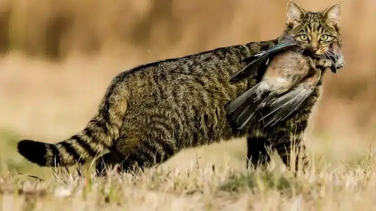 Los gatos asilvestrados son un peligro para la biodiversidad