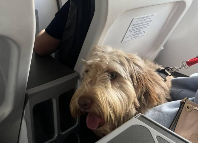Esto debes saber antes de viajar en avión con tu perro
