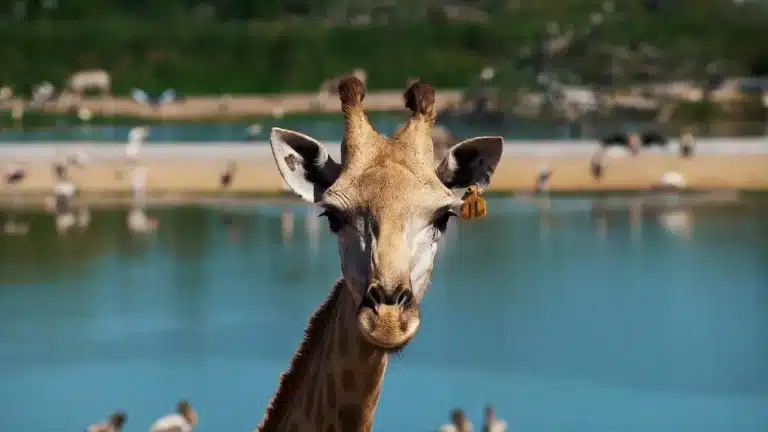 Las jirafas, ¿por qué tienen el cuello tan largo?