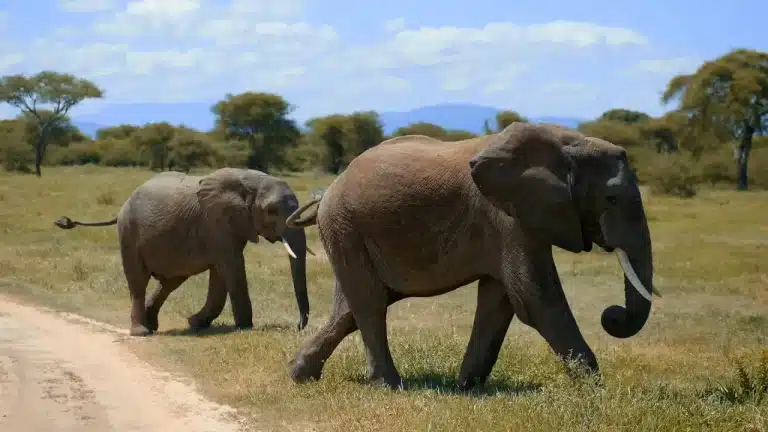 Los elefantes, ¿por qué tienen trompa?