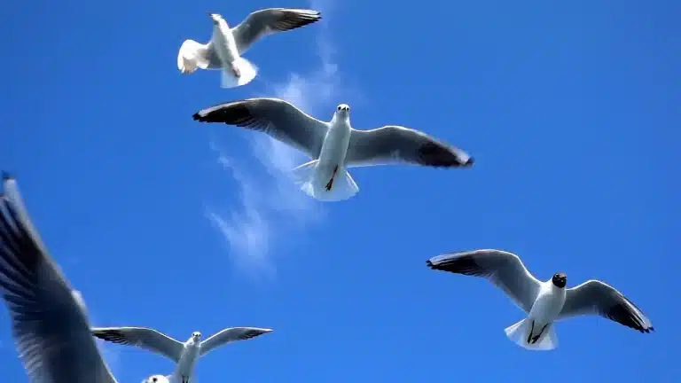 La existencia de aves con plumas neurotóxicas