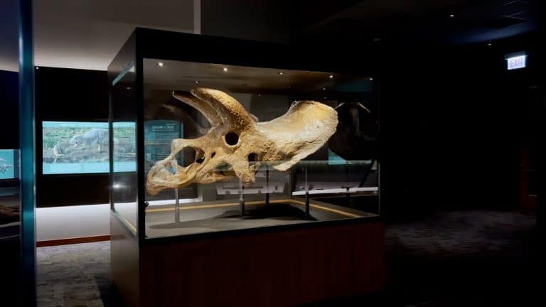 El esqueleto de triceratops más grande del mundo subastado por 6,6 millones de euros