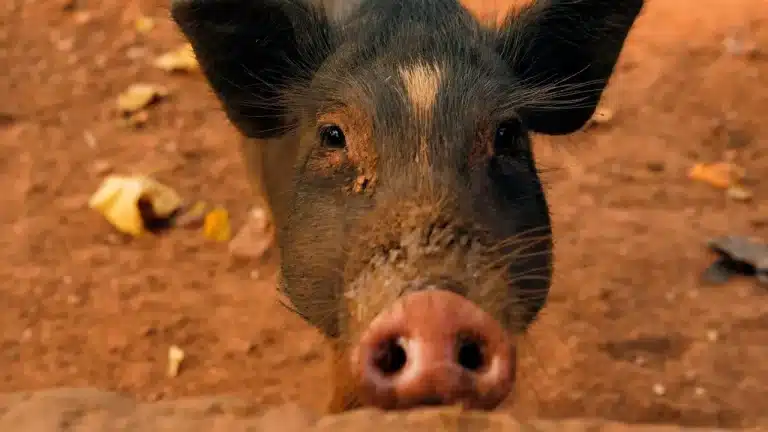 El cerdo más viejo del mundo, ¿lo conoces?