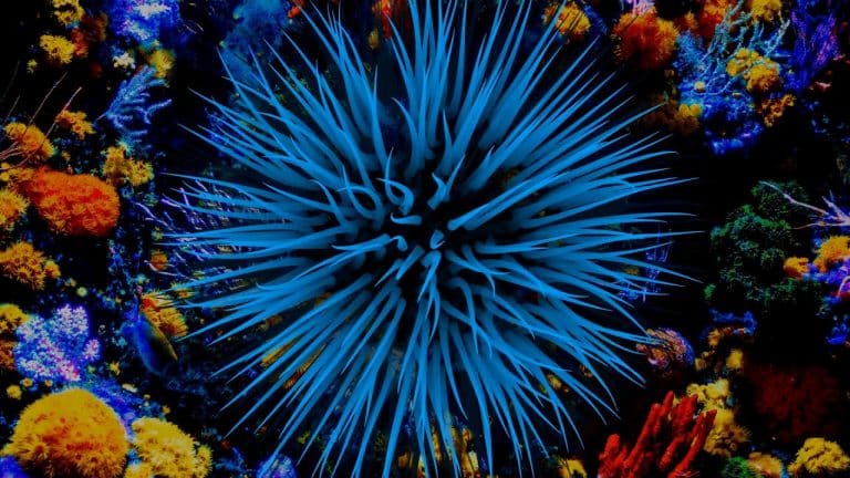 El coral se muere de calor