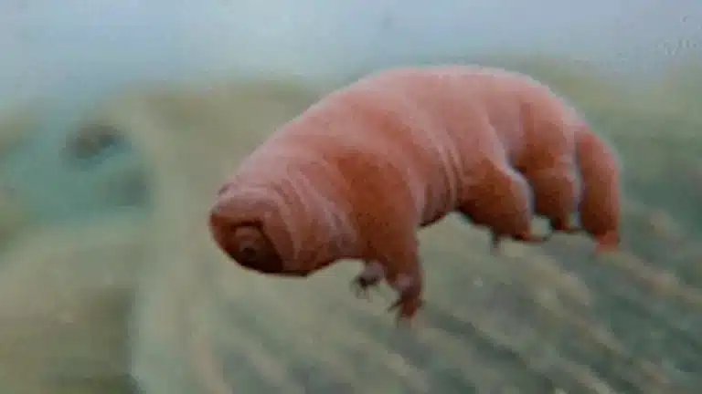 ¿Qué son los invertebrados Tardígrados?