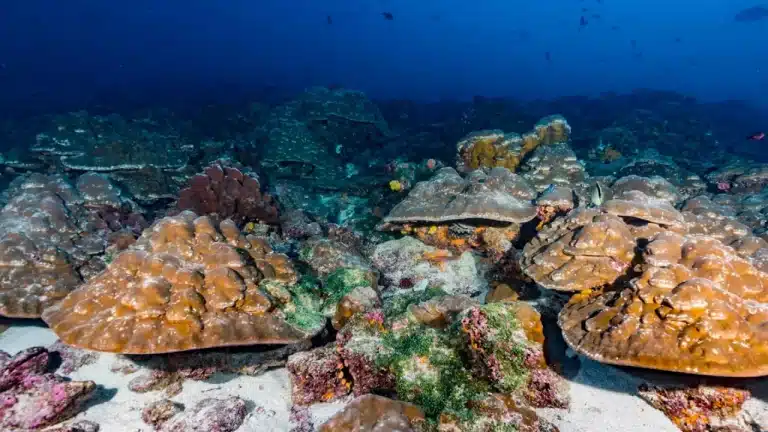 Descubren un arrecife de coral 'rebosante de vida' en las Galápagos