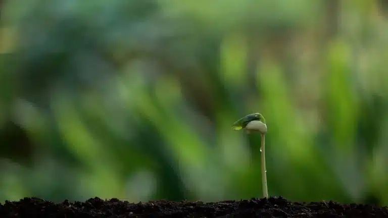 Los jardines en miniatura y sus peculiaridades