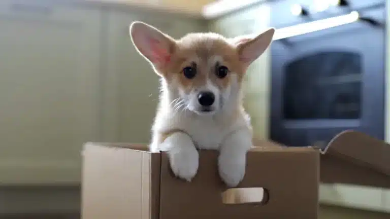 La ansiedad de los perros, ¿qué esconde?