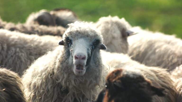 Contar ovejas para dormir, ¿por qué lo hacemos?