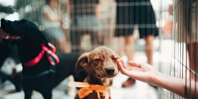 Mejores apps para Android para adoptar un perro