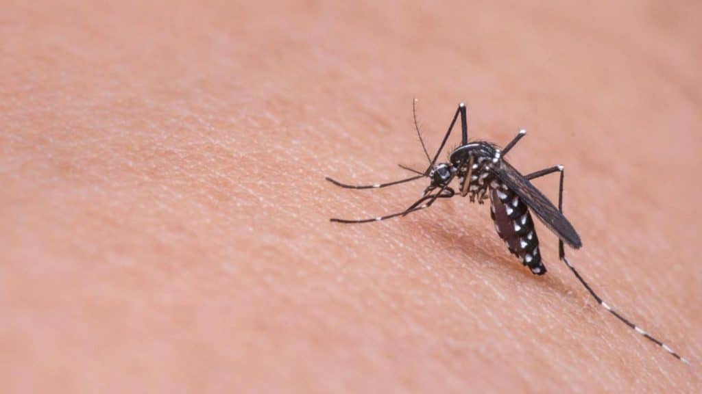 Aldi tiene el remedio definitivo a los mosquitos, y solo cuesta 6 euros