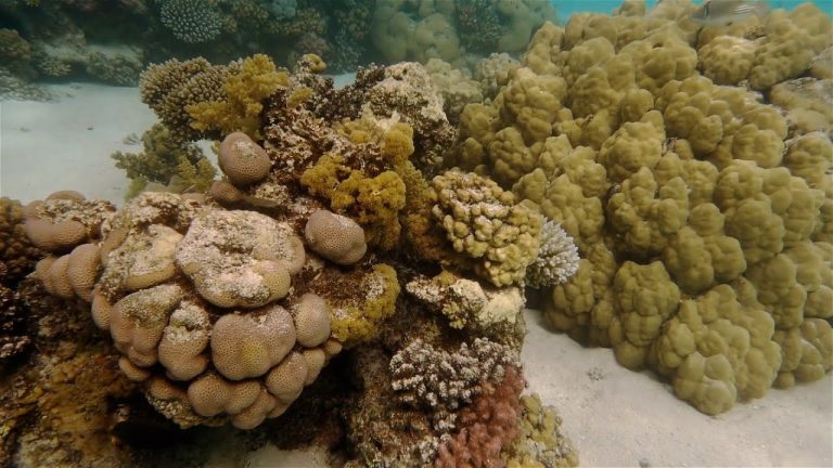 El animal más simple del mundo, ¿cuál es según la ciencia?