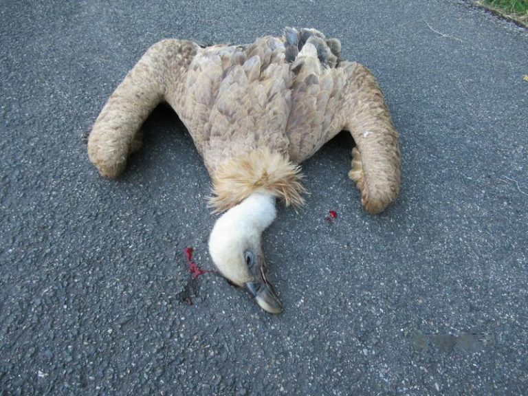 Fiscalía investiga el envenenamiento de varios animales en algunos municipios de Asturias