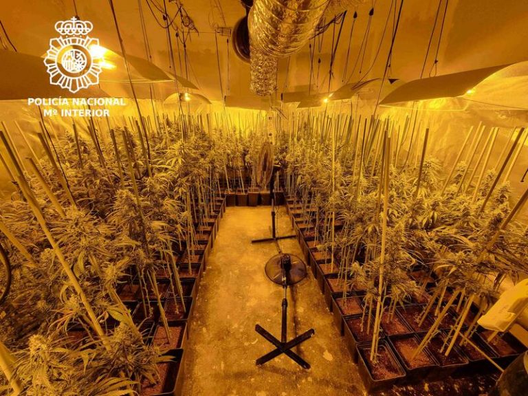 Desarticulada una red de tráfico de drogas en Cantabria con 4 detenidos y más de mil plantas de marihuana incautadas