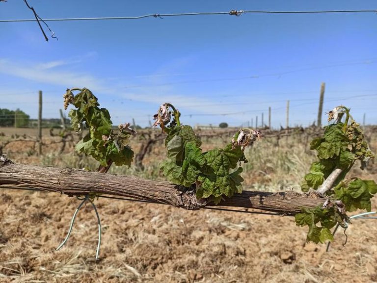 UCCL y cooperativas de Ribera del Duero analizan 