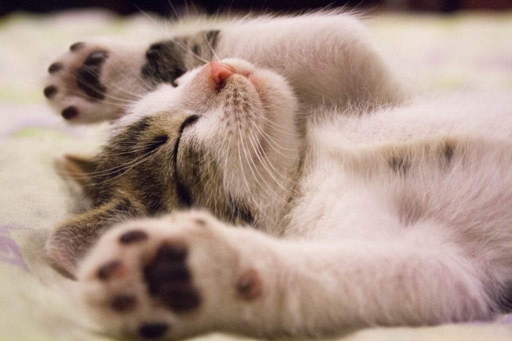 Aprende a comunicarte con tu gato