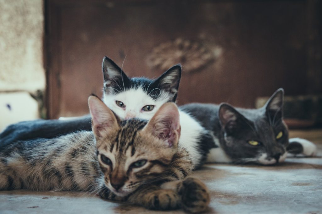 Con los gatos de la casa todo es más sencillo