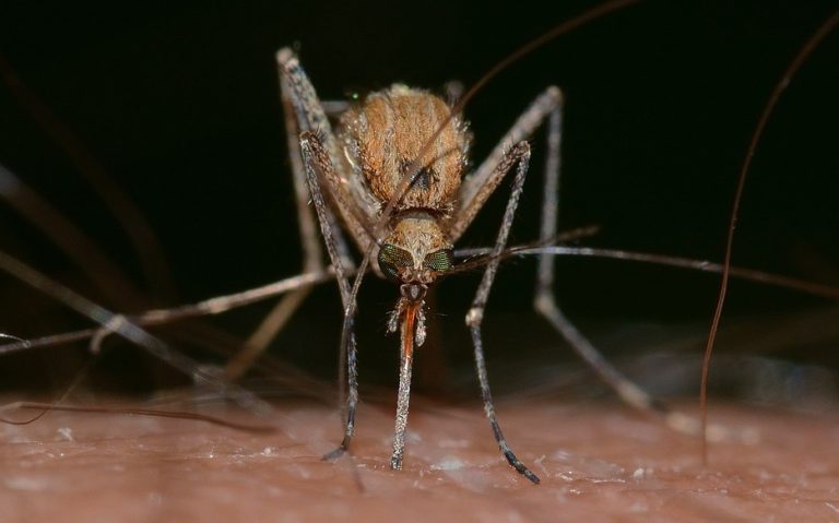 Estas son las razones por las que más te pican los mosquitos