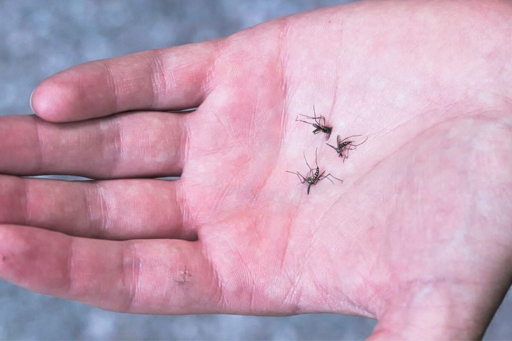 ¿Cuáles son las razones por las que un mosquito pica?