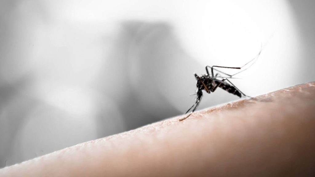 ¿Cómo puedo protegerme de las picaduras de mosquito?