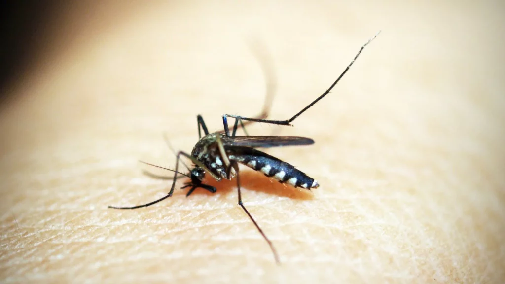 ¿Cómo puedo eliminar criaderos de mosquito en mi hogar?
