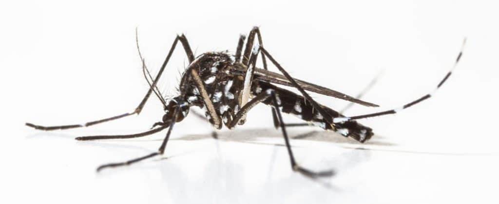 El mosquito tigre en España