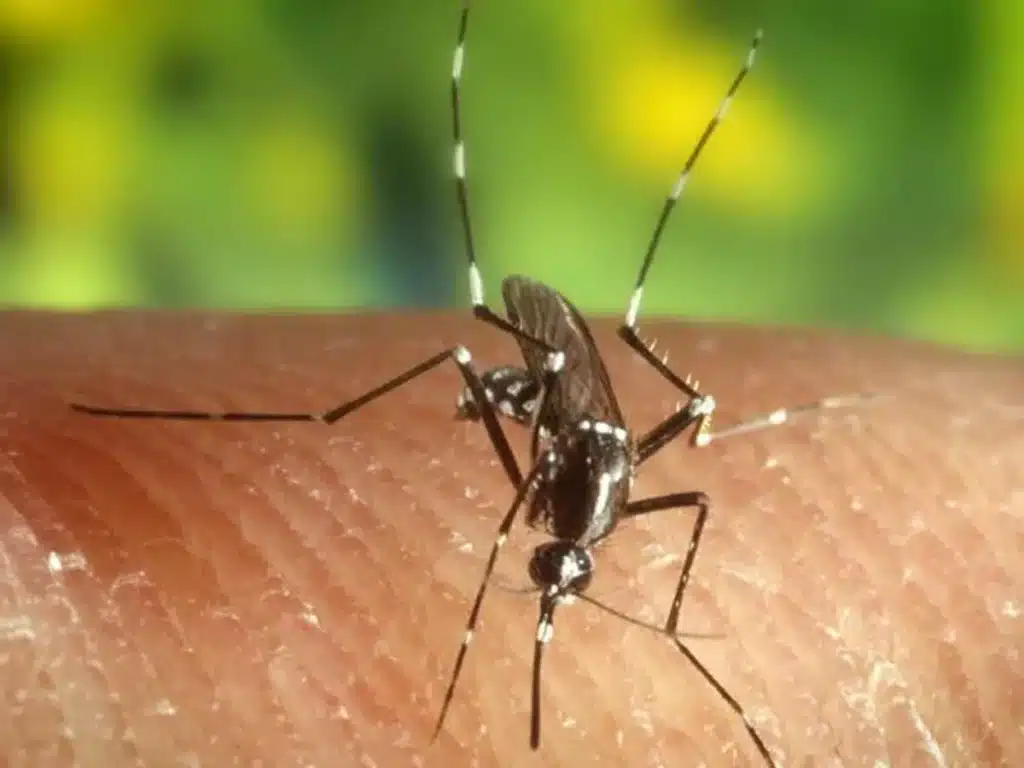 Todas las campañas son necesarias