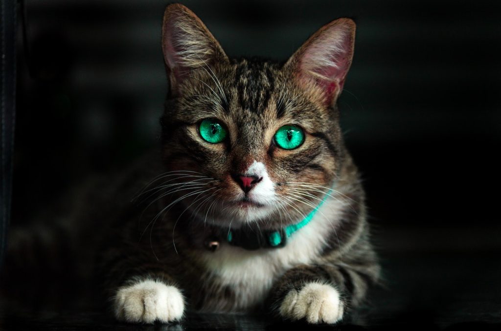 La ciencia tiene la fórmula para que el gato te haga caso
