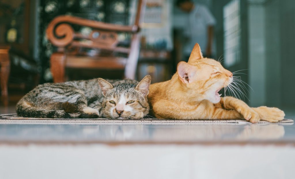 Los gatos atienden más de esta forma