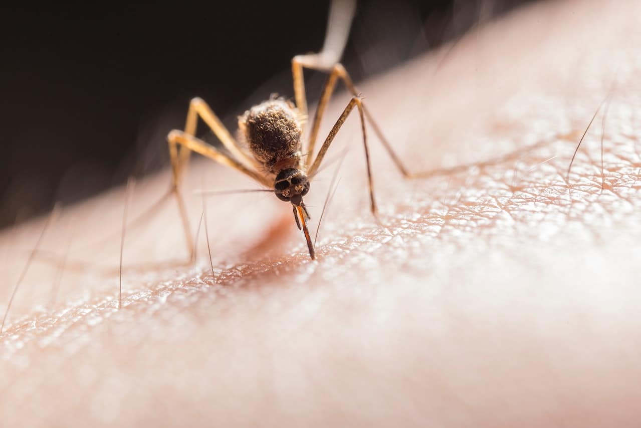 La OCU avisa: las pulseras antimosquitos no funcionan, estos son los repelentes eficaces 1 remedios mosquitos OCU