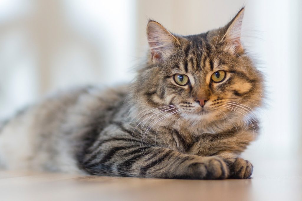 No hay que llamar al gato como cualquier cosa