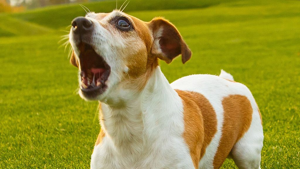 ¿Puedo denunciar a un vecino por el ladrido de su perro? 89 Acciones legales: Defender los derechos y buscar soluciones legítimas