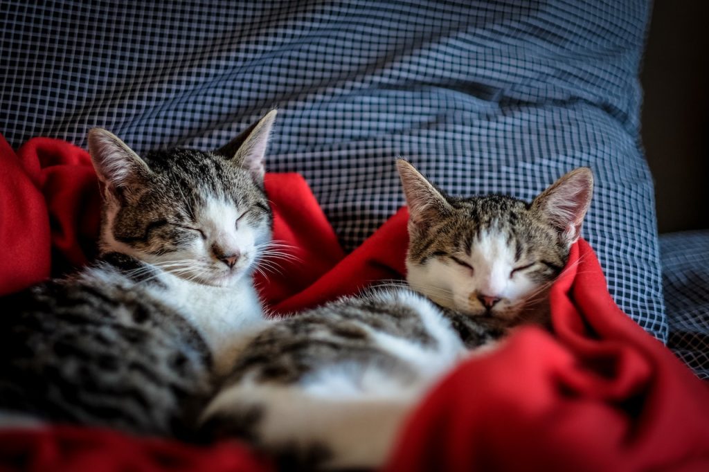 Tienes que saber llamar a tu gato