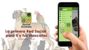 Mejores apps para Android para adoptar un perro 2 image 5