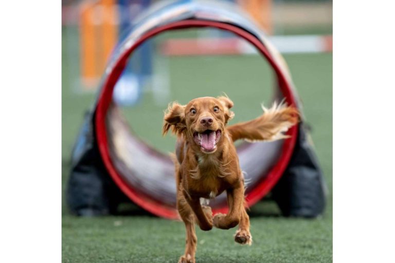 Fortalecer el vínculo entre humanos y perros mediante la disciplina deportiva agility canino