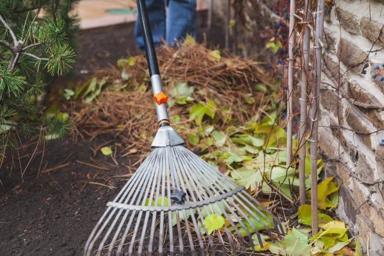 El equipo experto de la empresa Podas Madrid ofrece servicios de limpieza de parcelas en Madrid