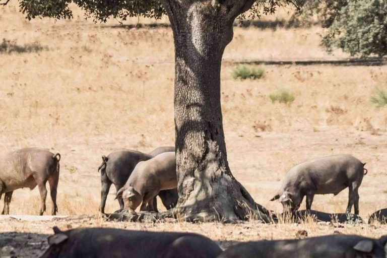 Jamones ibéricos Reygon son el aperitivo ideal para la llegada del buen tiempo y la primavera