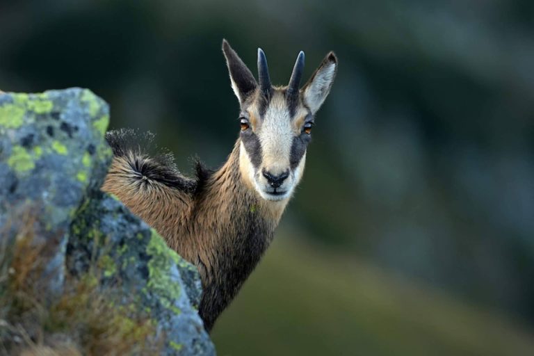 Hunty enumera las claves para cazar un rebeco