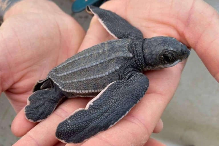 Viajar al extranjero para hacer un voluntariado con animales con Cooperatour