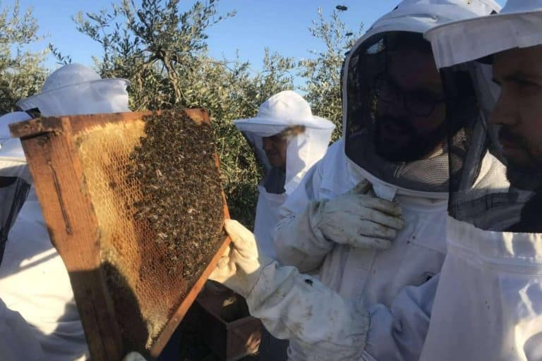 La apicultura como hobby y nueva posibilidad de negocio