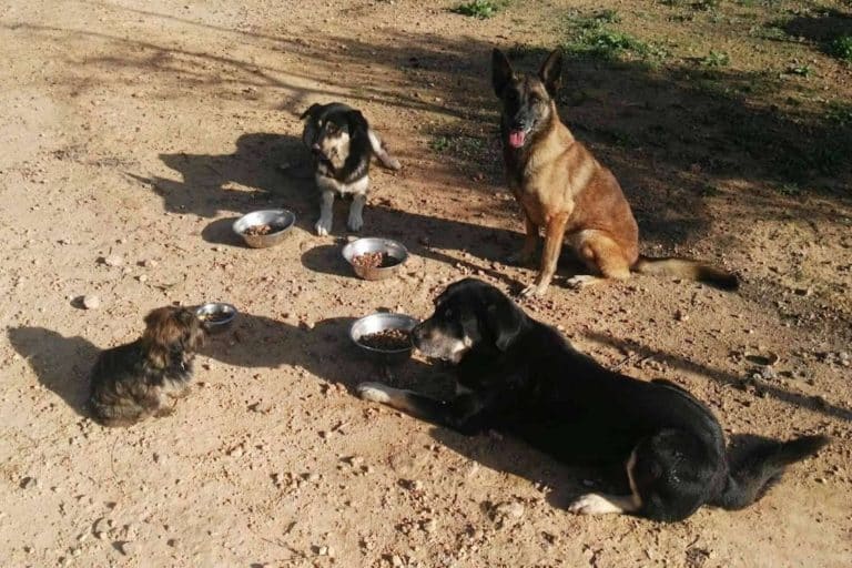 ¿Por qué es importante cuidar la alimentación para los perros?