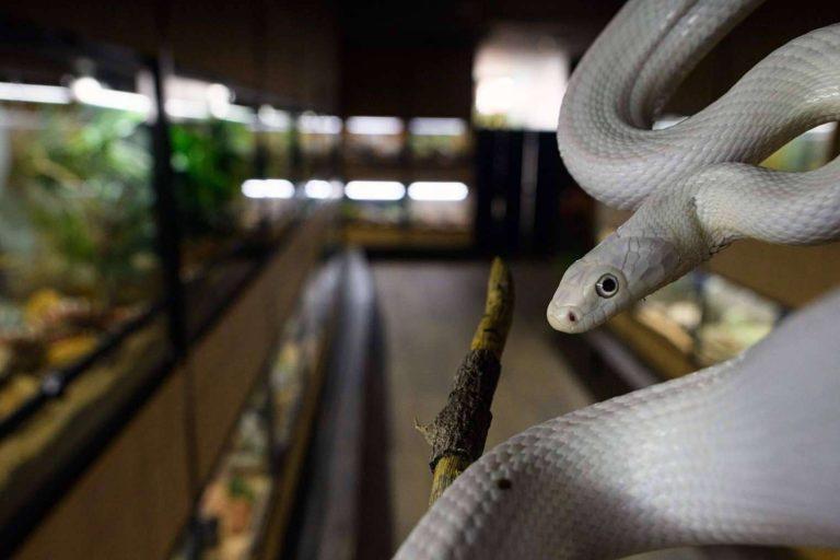 SnakeRoom, el Centro Divulgativo que brinda la experiencia de interactuar con reptiles como serpientes
